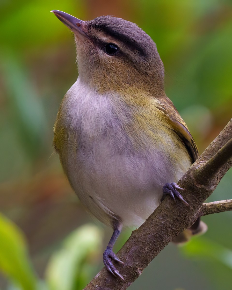 Chivi Vireo - ML642758861