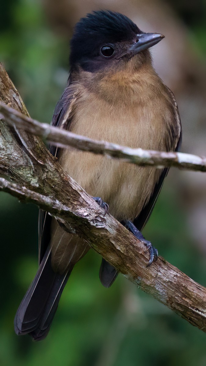 Crested Becard - ML642758871