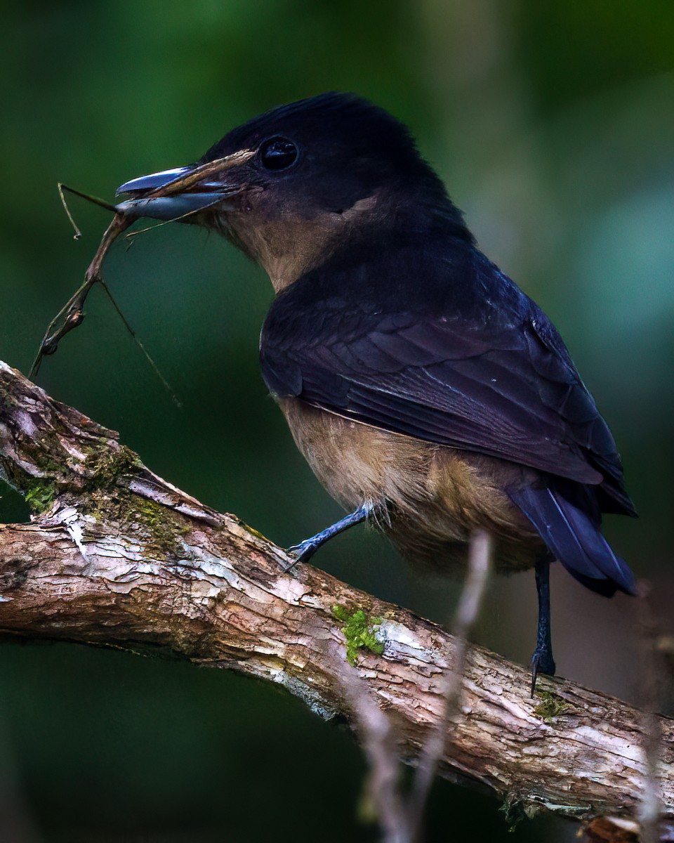 Crested Becard - ML642758877