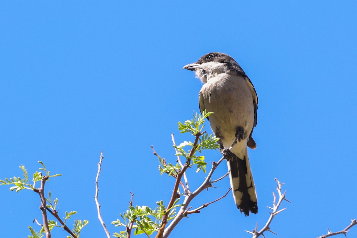 Southern Fiscal (Southern) - ML642758881