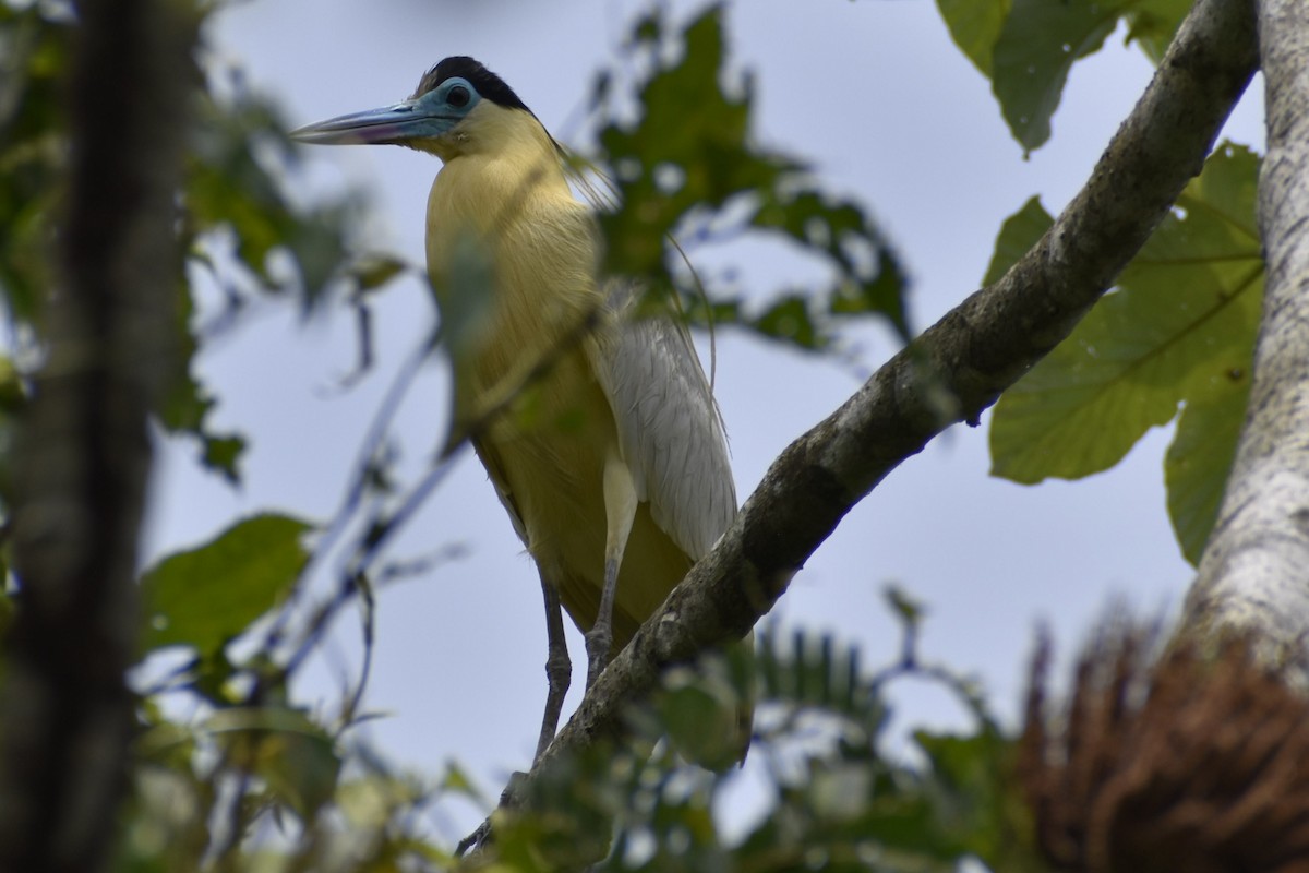 Capped Heron - ML642758893