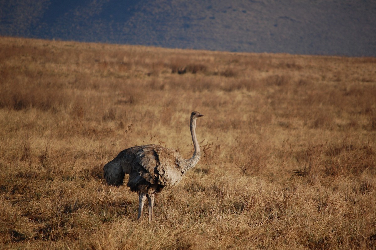 Common Ostrich - ML642758901