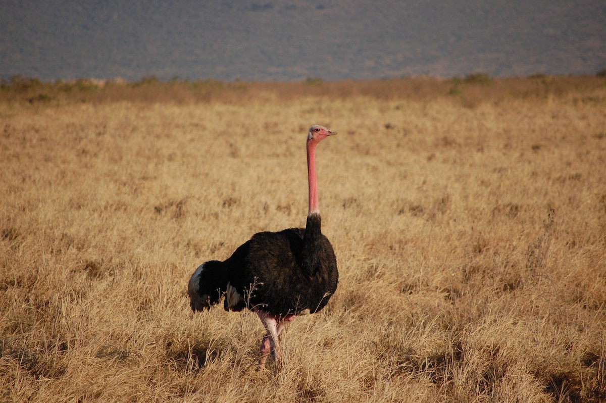 Common Ostrich - ML642758902