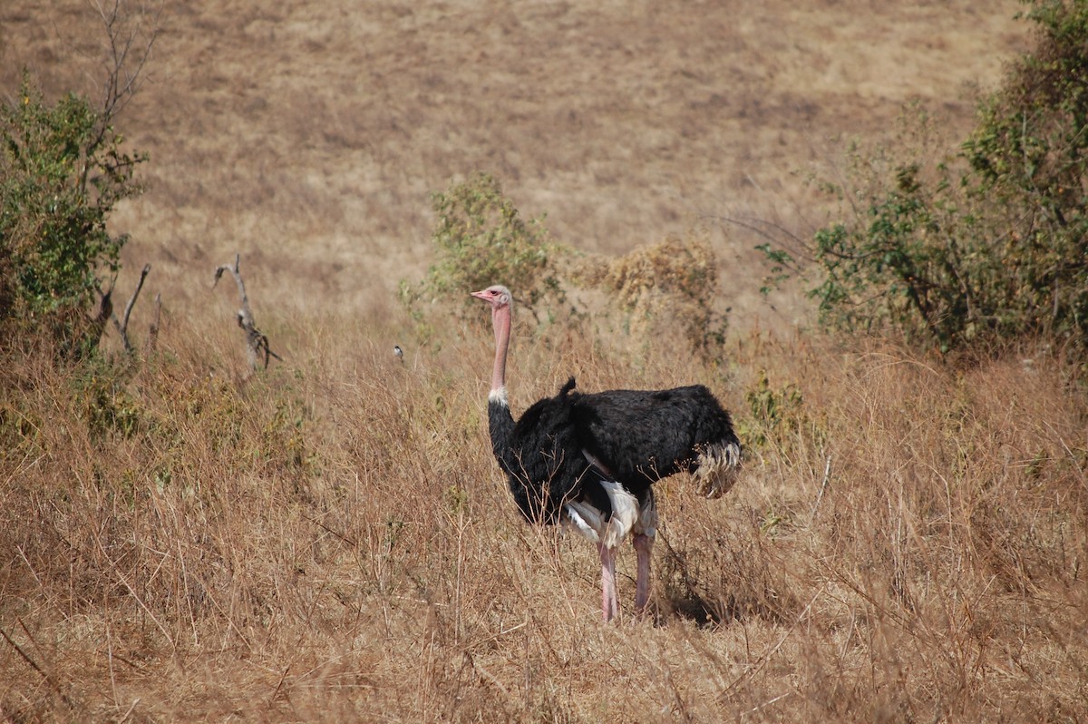 Common Ostrich - ML642758903