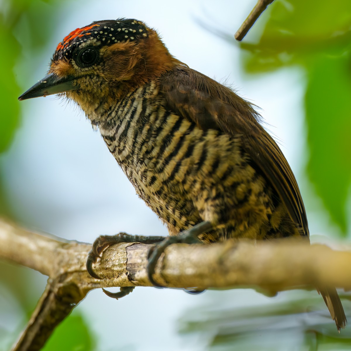 Ochre-collared Piculet - ML642758904