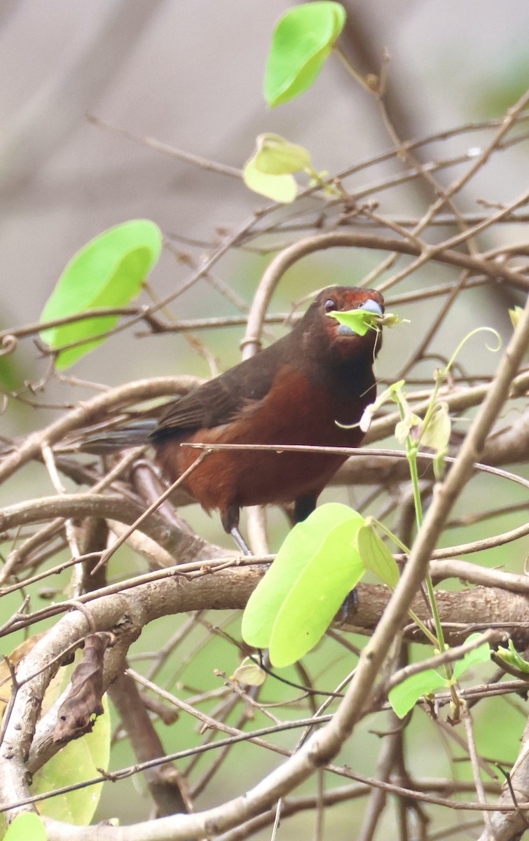 Silver-beaked Tanager - ML642758928