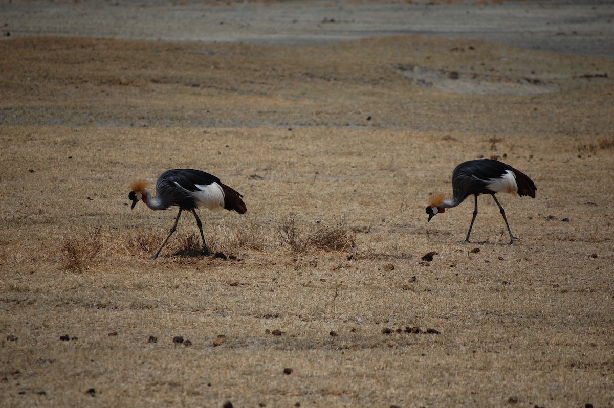 Gray Crowned-Crane - ML642758931