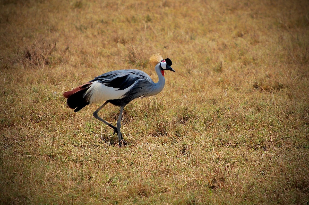 Gray Crowned-Crane - ML642758932