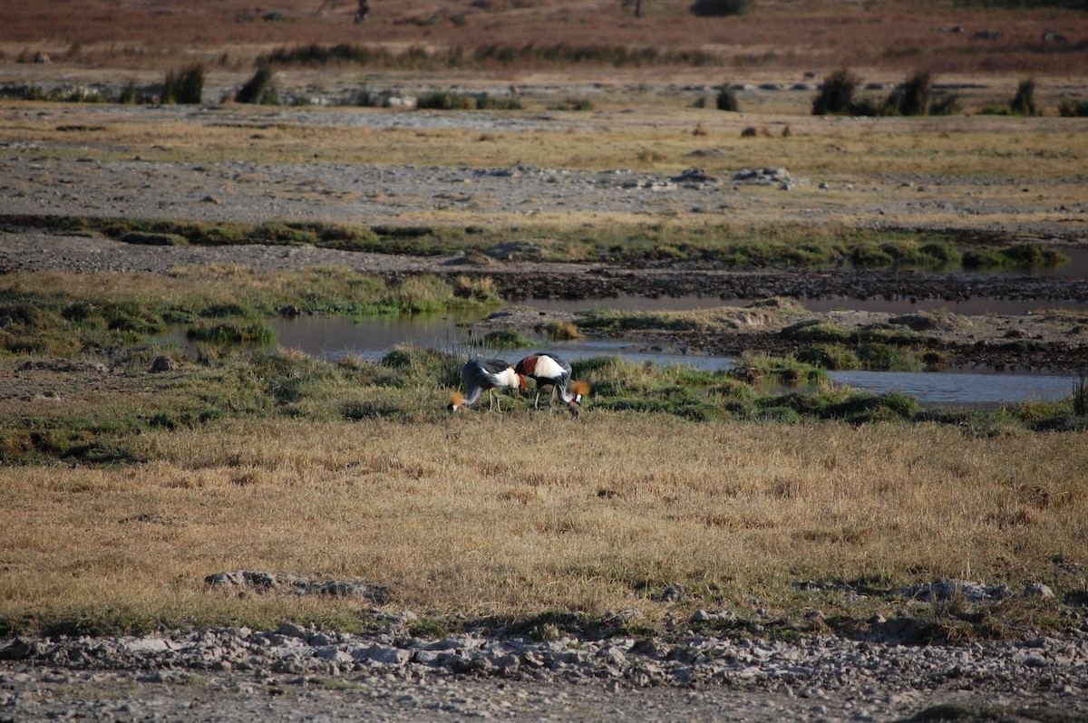 Gray Crowned-Crane - ML642758933