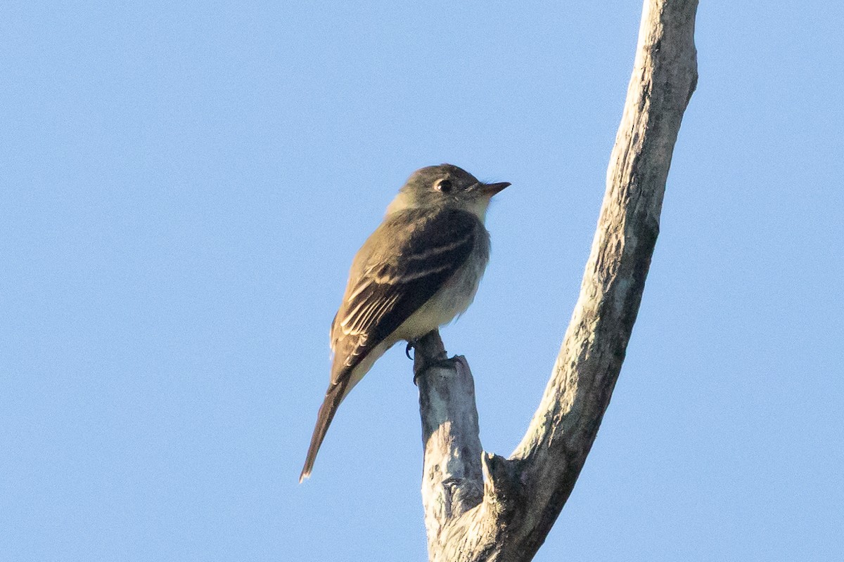 Least Flycatcher - ML642758935