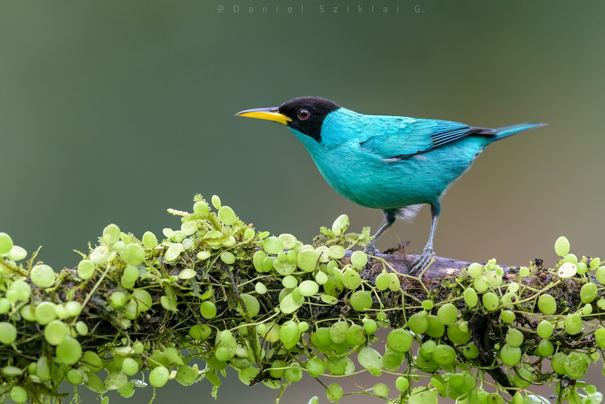 Green Honeycreeper - ML642758937