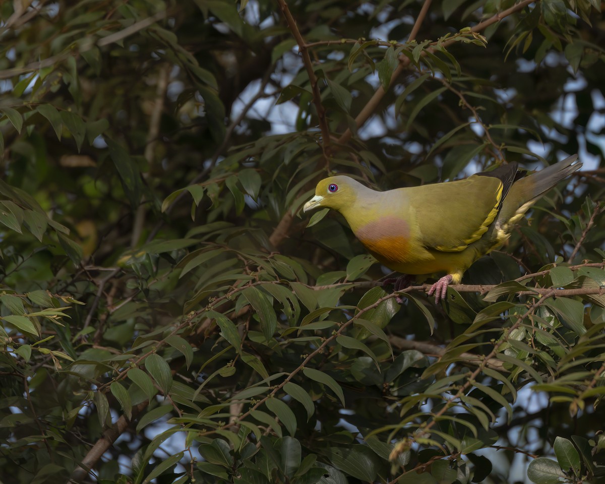 Orange-breasted Green-Pigeon - ML642758947