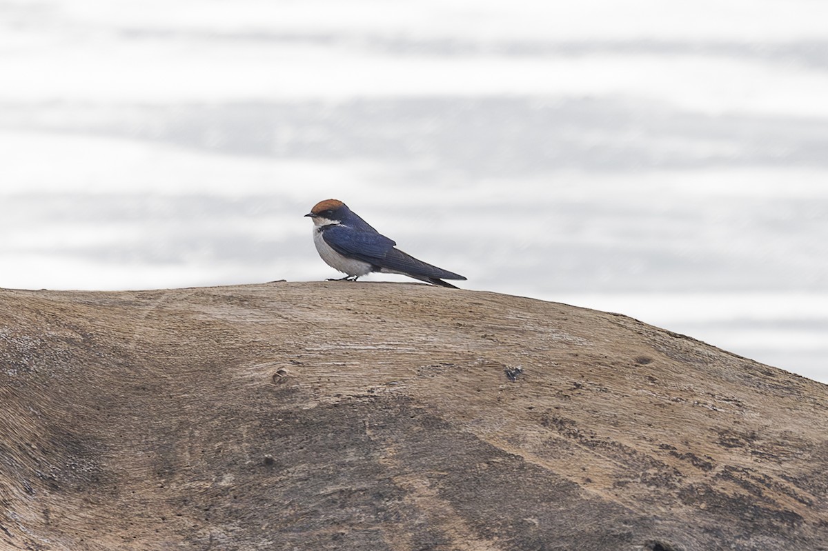 Wire-tailed Swallow - ML642758963
