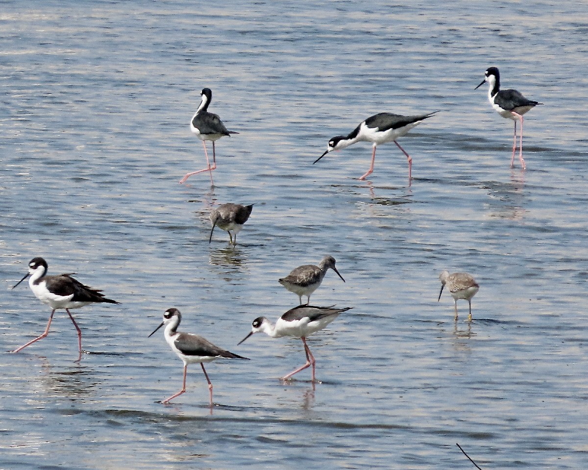 Greater Yellowlegs - ML642758968