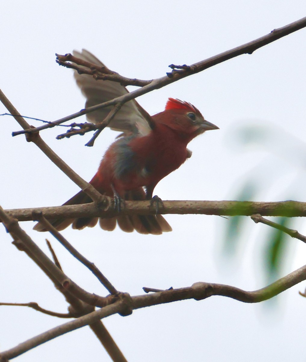 Red-crested Finch - ML642758969
