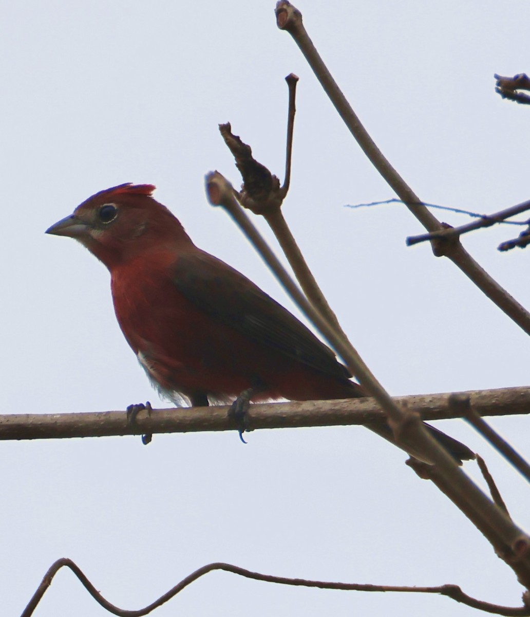 Red-crested Finch - ML642758970