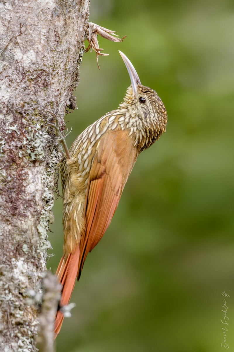 Streak-headed Woodcreeper - ML642758979