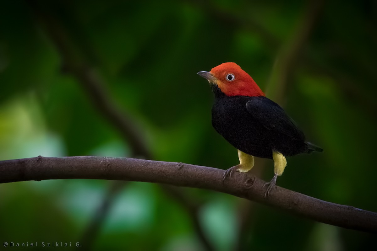 Red-capped Manakin - ML642758984