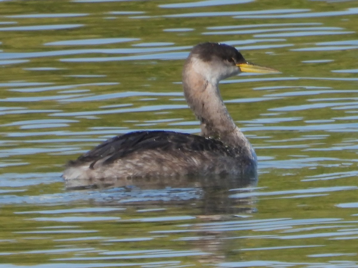 Red-necked Grebe - ML642758994