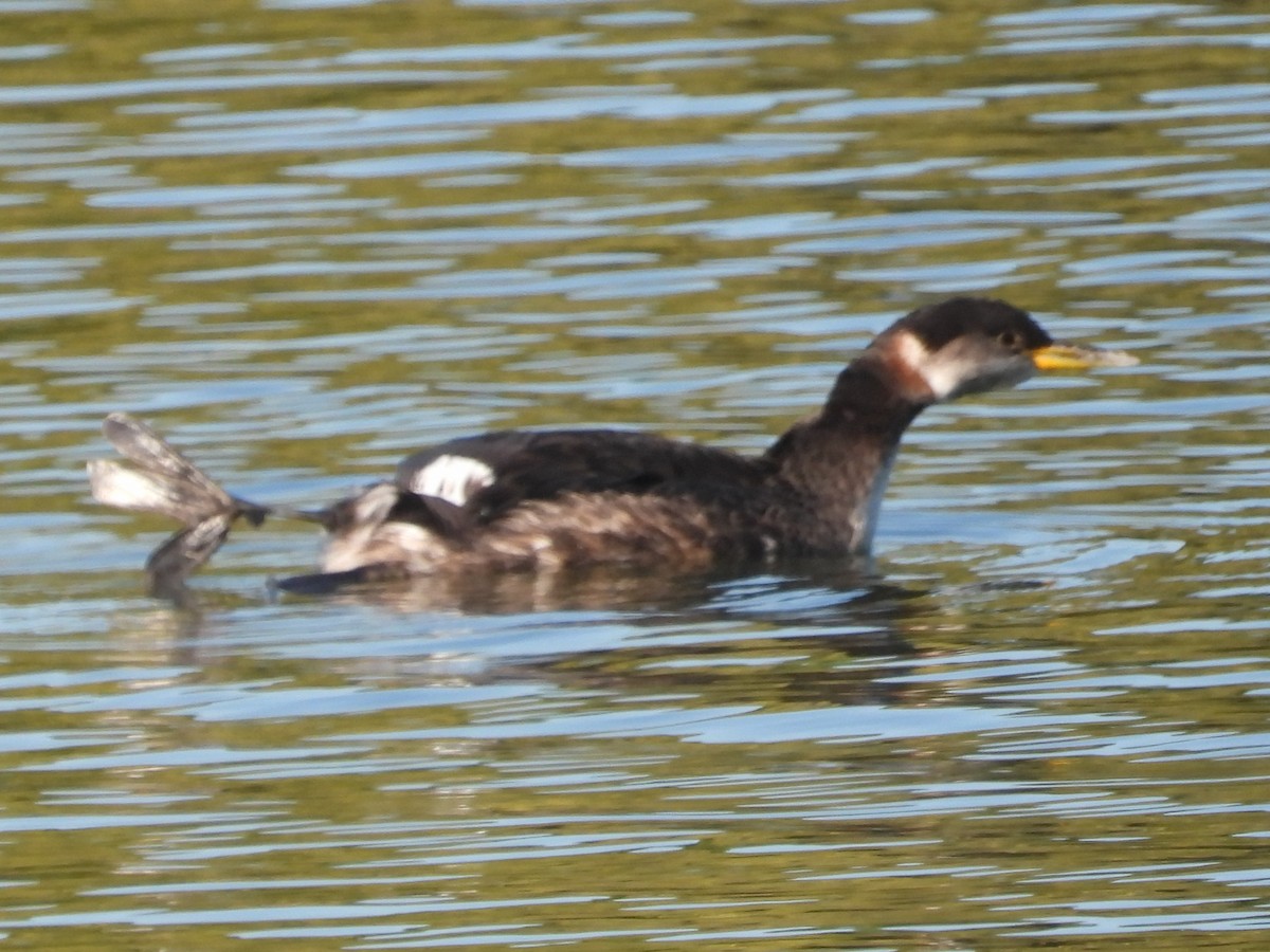 Red-necked Grebe - ML642758996