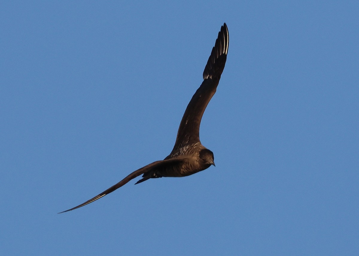 Бэсрэг хайлгана - ML642759001