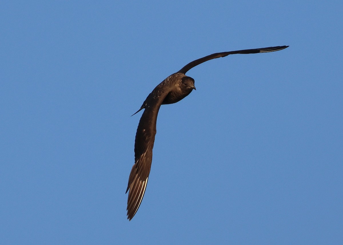 Бэсрэг хайлгана - ML642759003