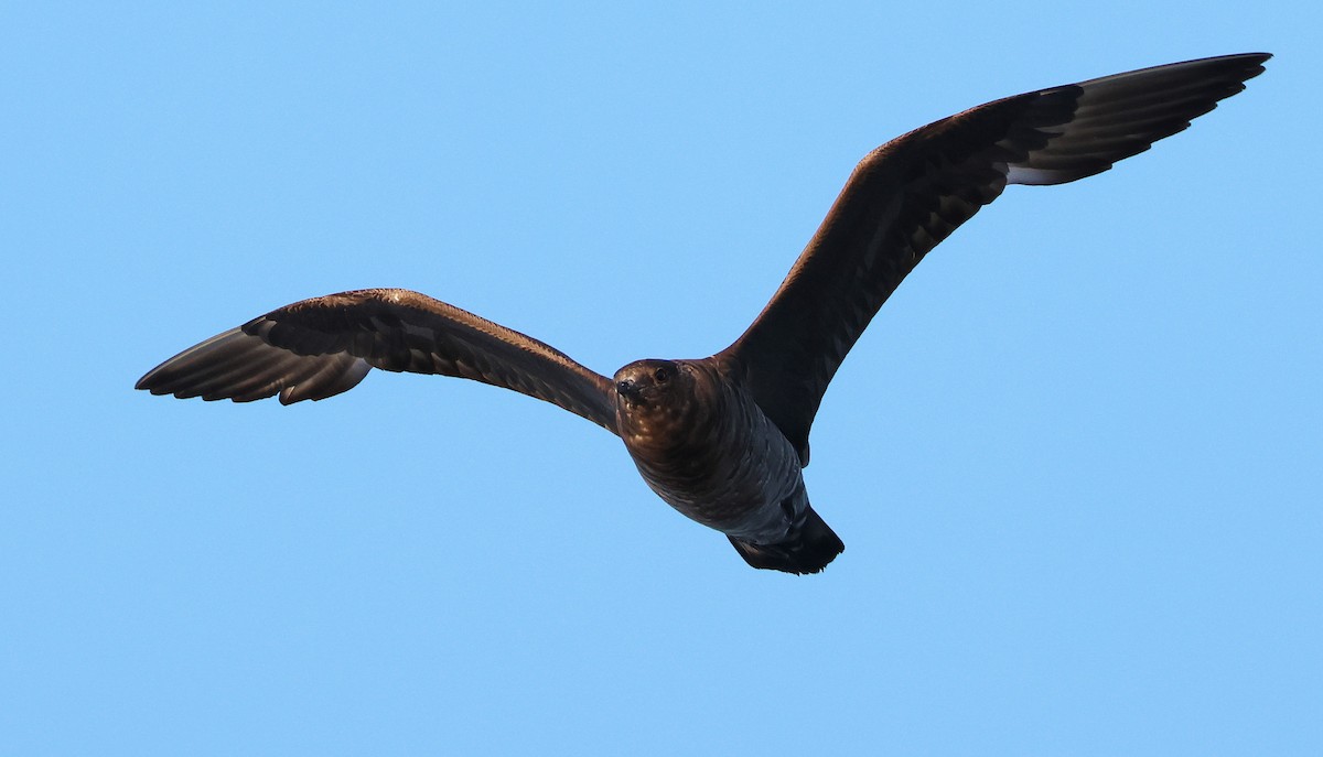 Бэсрэг хайлгана - ML642759006