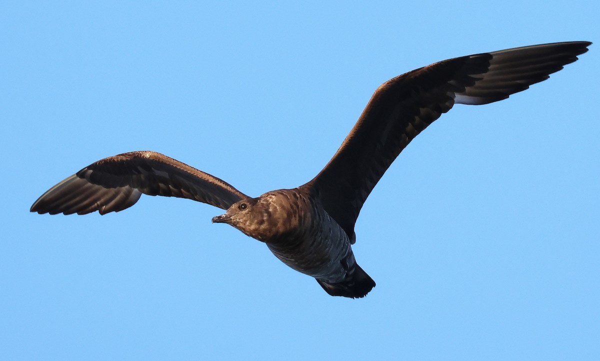 Бэсрэг хайлгана - ML642759008