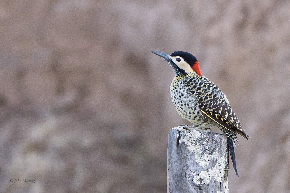 Green-barred Woodpecker - ML642759014
