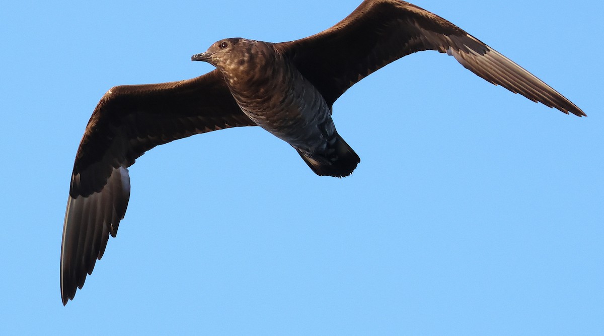 Бэсрэг хайлгана - ML642759015