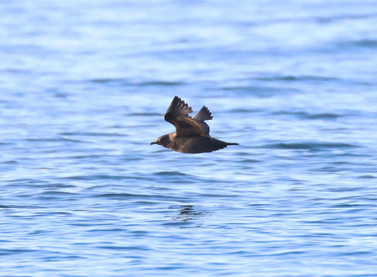 Бэсрэг хайлгана - ML642759017