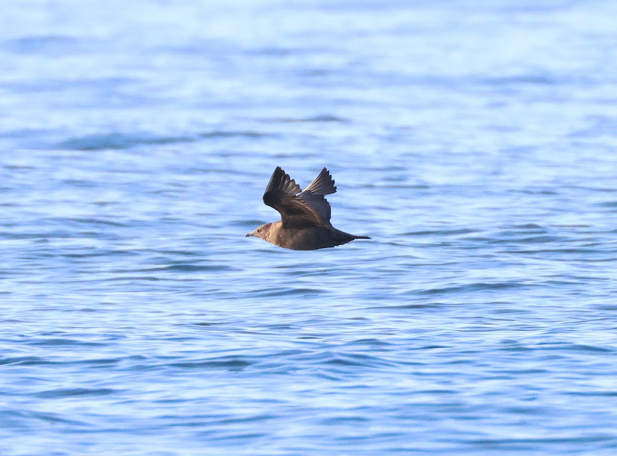 Бэсрэг хайлгана - ML642759023