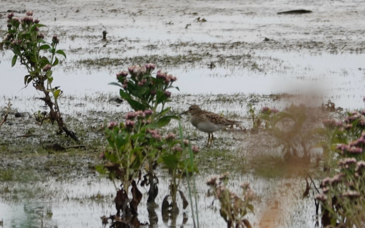 Pectoral Sandpiper - ML642759031