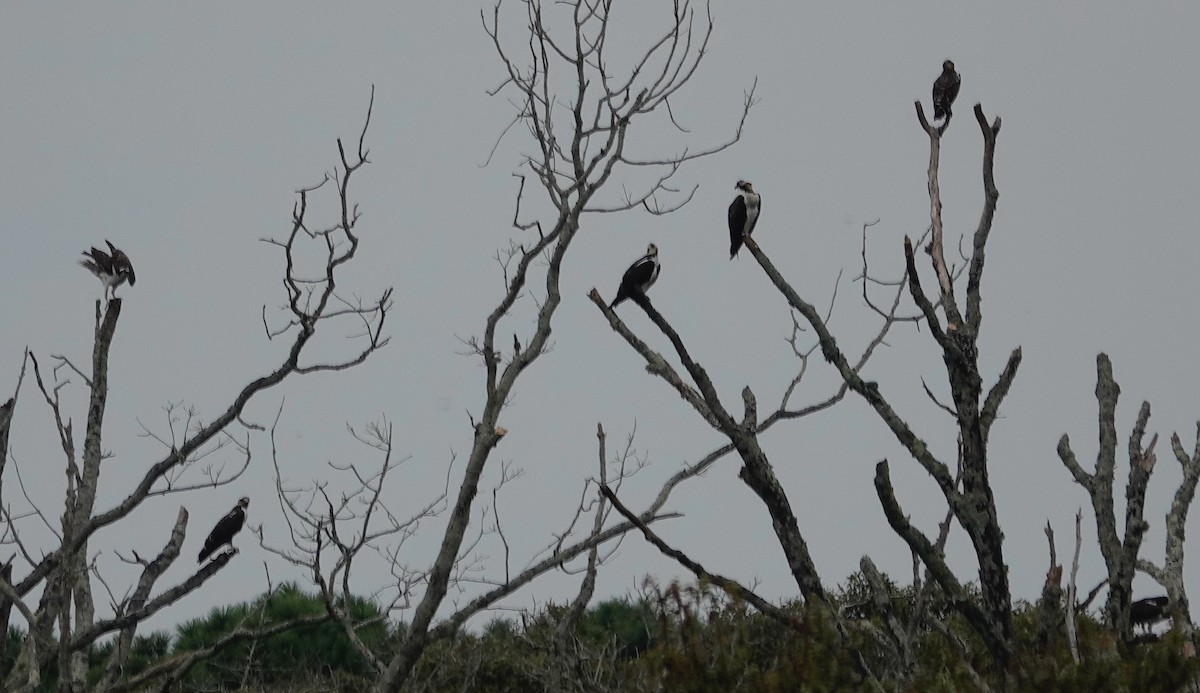 Osprey - ML642759034