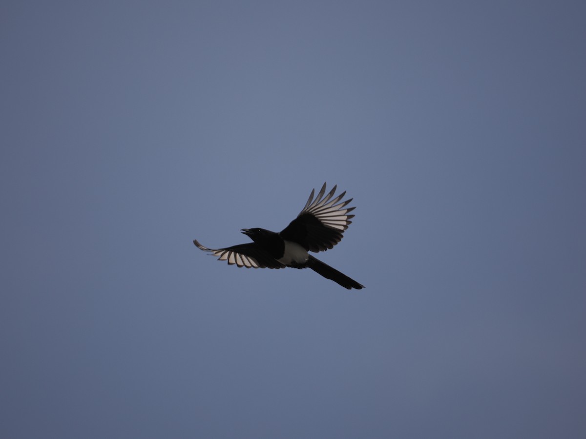 Oriental Magpie - ML642759058
