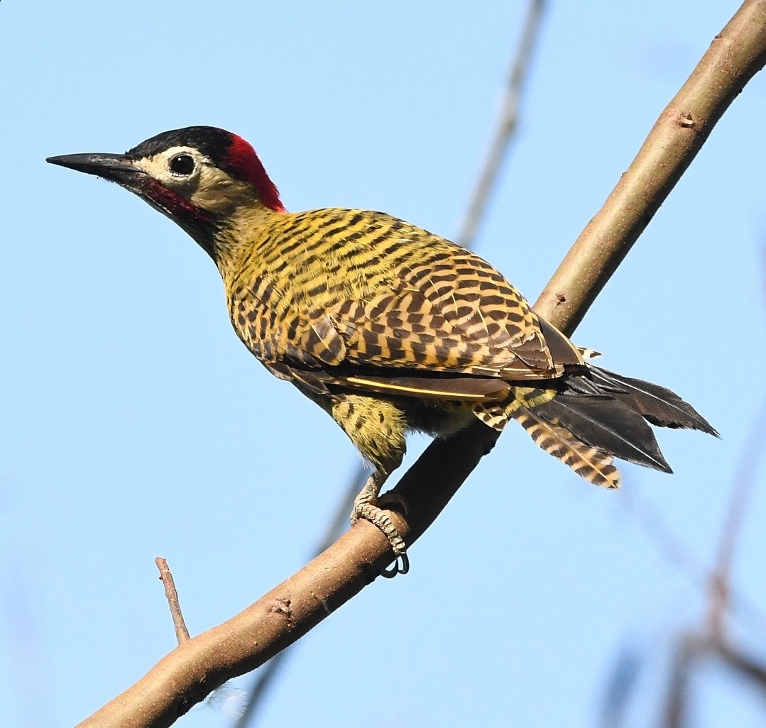 Green-barred Woodpecker - ML642759086