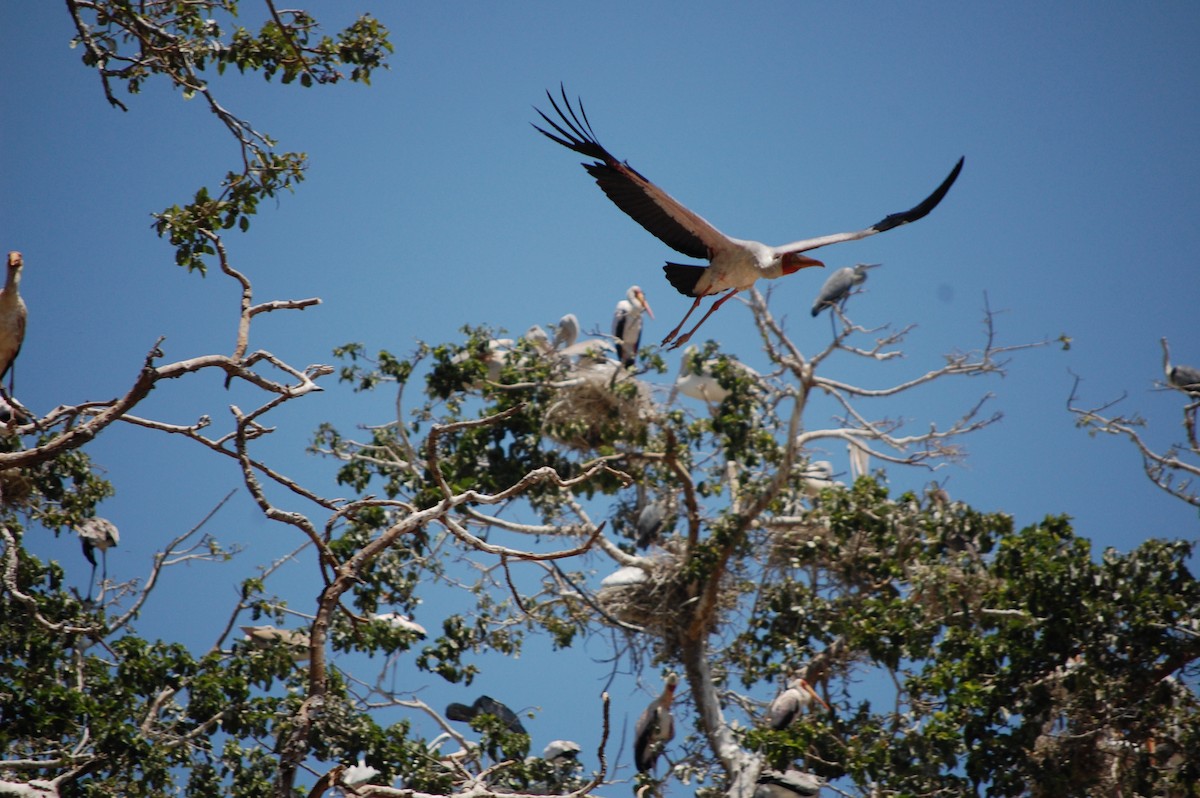 Tantale ibis - ML642759091