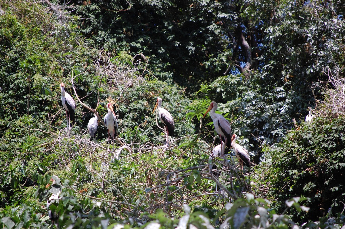 Tantale ibis - ML642759093