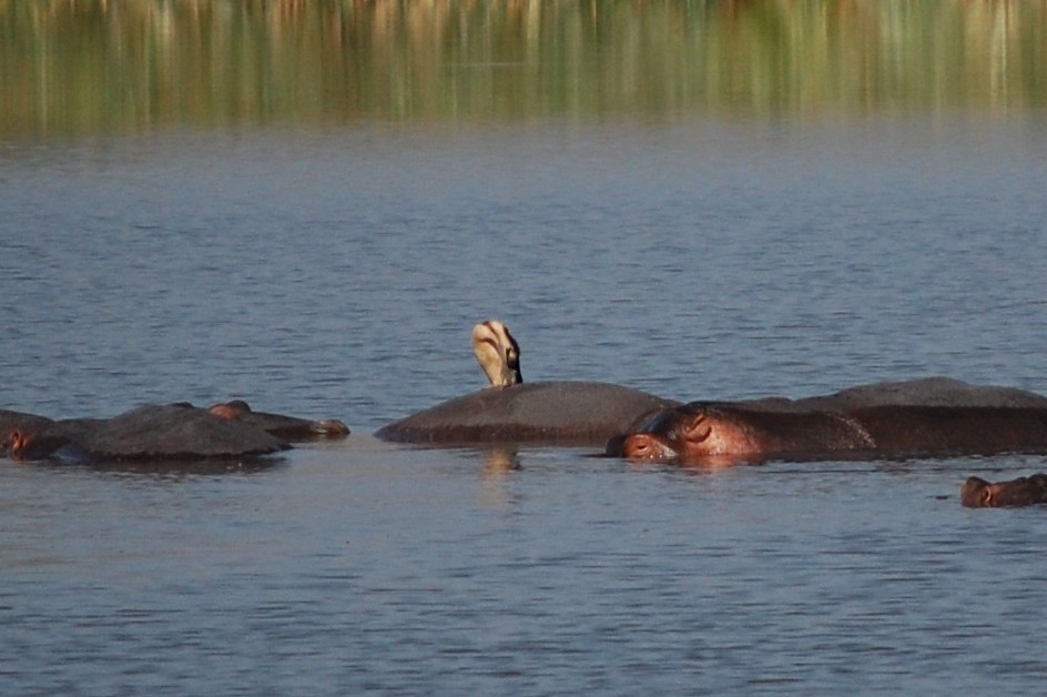 Great Cormorant (White-breasted) - Catalin Suba