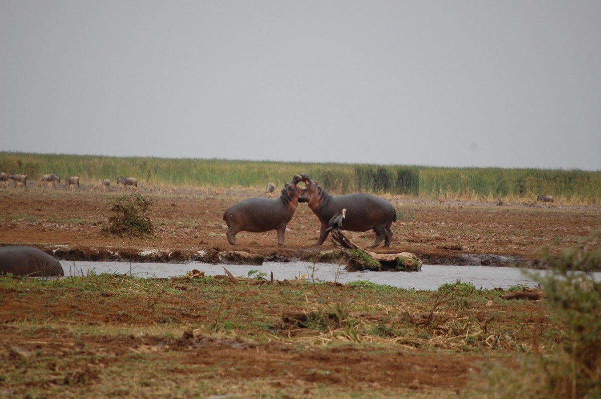 Great Cormorant (White-breasted) - Catalin Suba