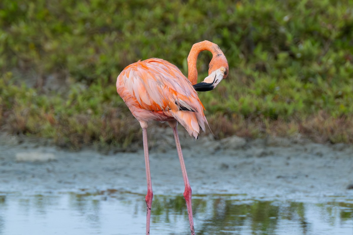 American Flamingo - ML642759101