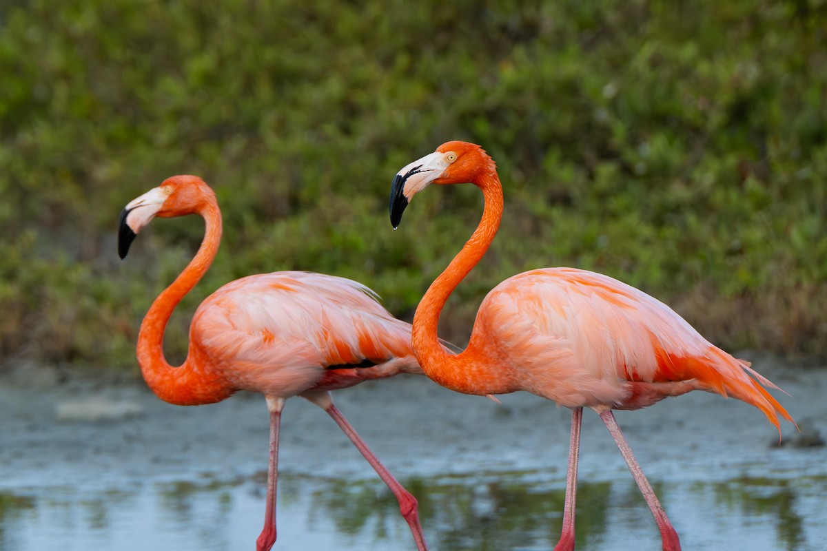 American Flamingo - ML642759102