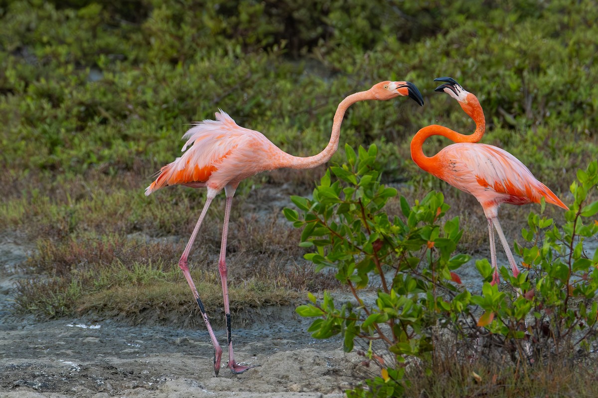 American Flamingo - ML642759103