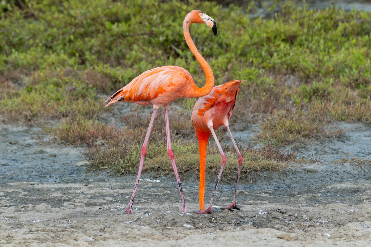 American Flamingo - ML642759104
