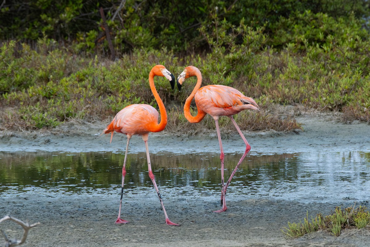 American Flamingo - ML642759105