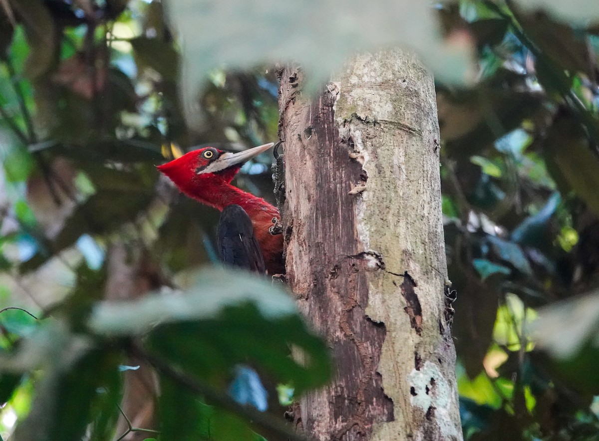 Red-necked Woodpecker - ML642759111