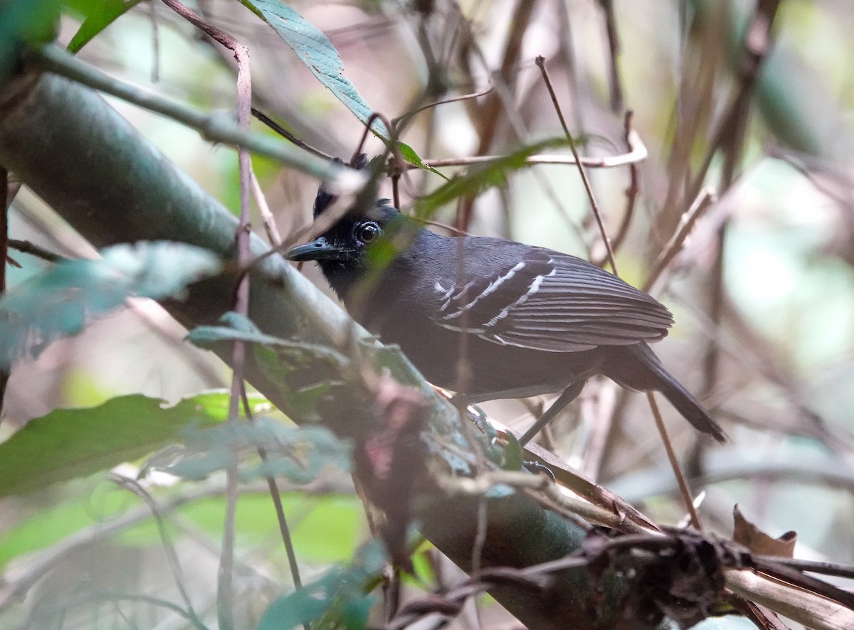 White-lined Antbird - ML642759117