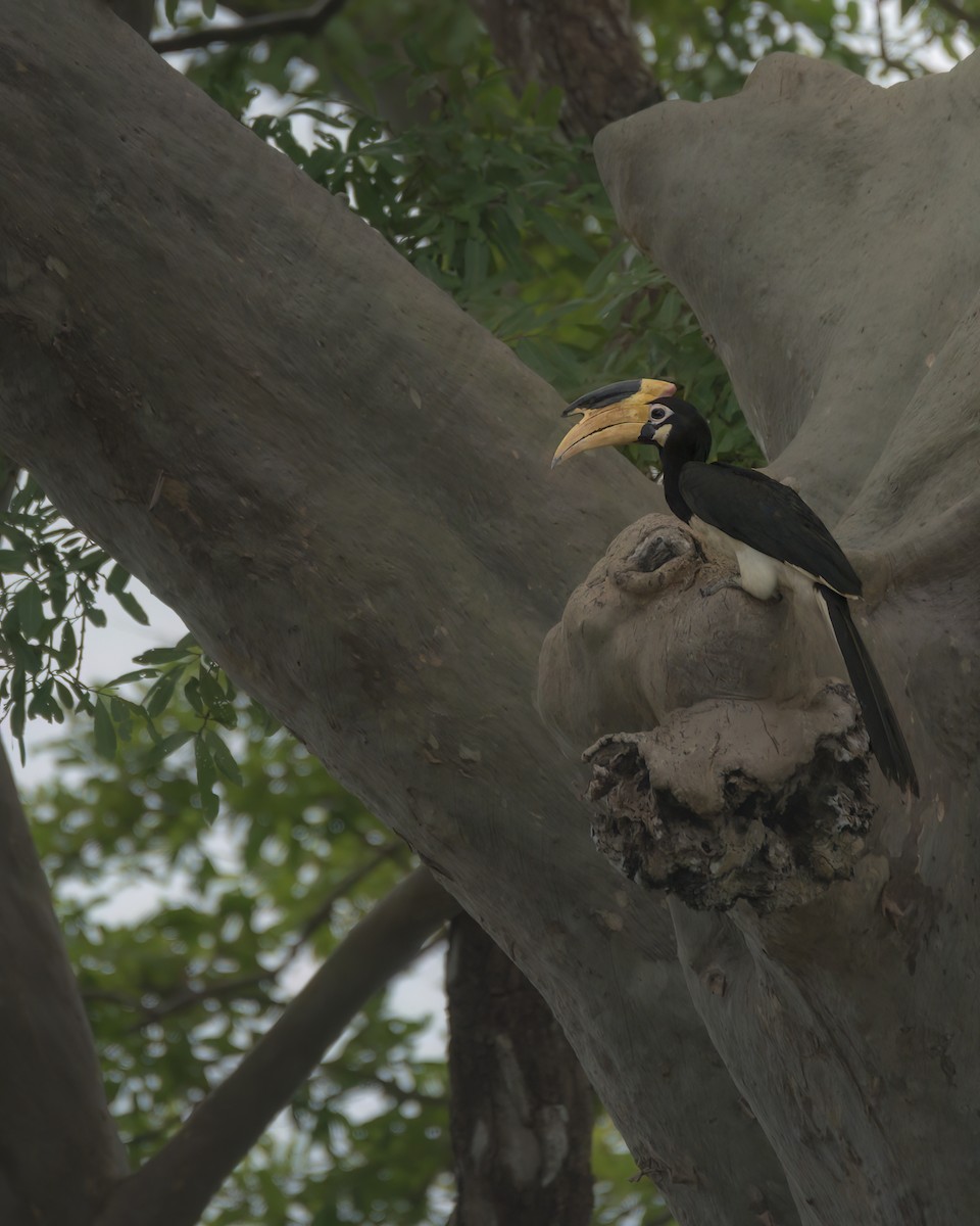 Malabar Pied-Hornbill - ML642759119