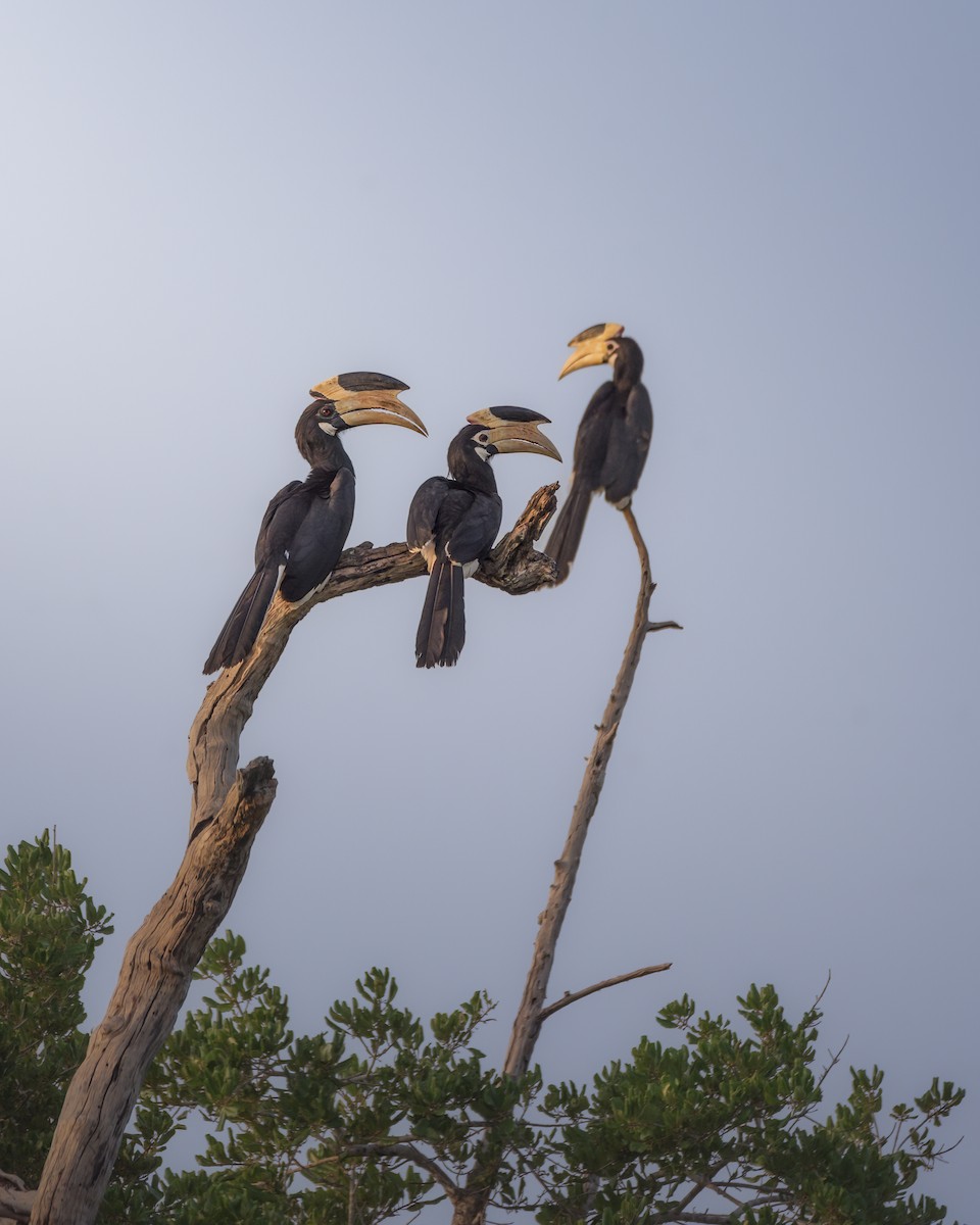 Malabar Pied-Hornbill - ML642759120