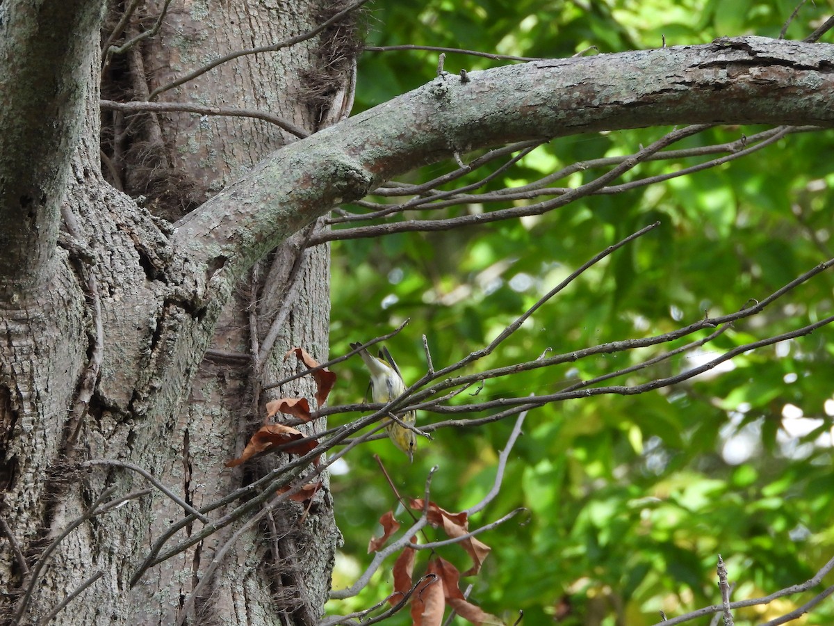 Cape May Warbler - ML642759137